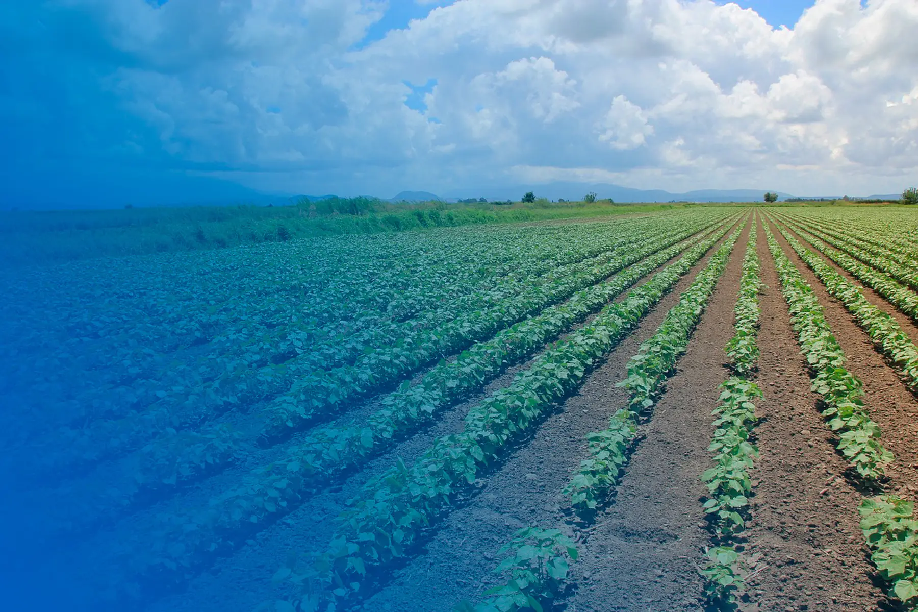 Campo de cultivo